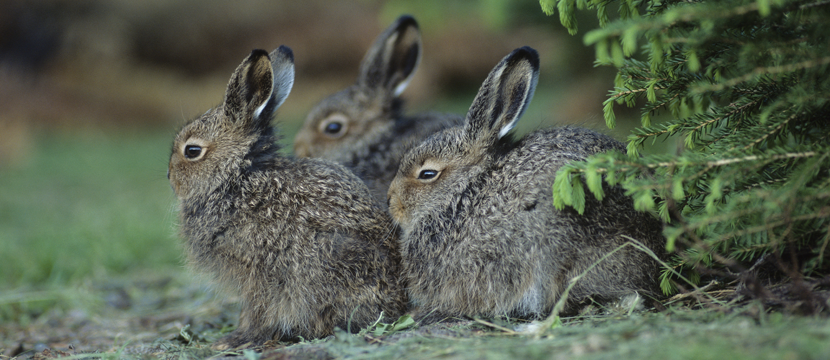 Wildlife-in-Calgary-communities.png