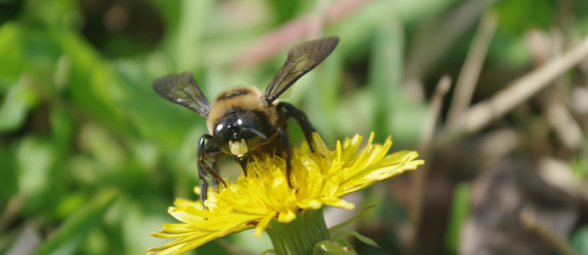 bring-bees-to-your-Calgary-yard.png